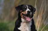 BOUVIER D'APPENZELL 029